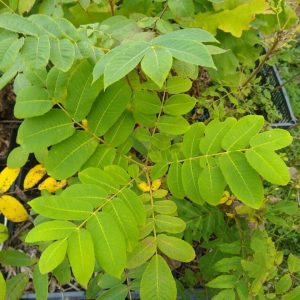 heartnut seedlings Heartnut, Juglans ailantifolia var. cordiformis Zones 4-9