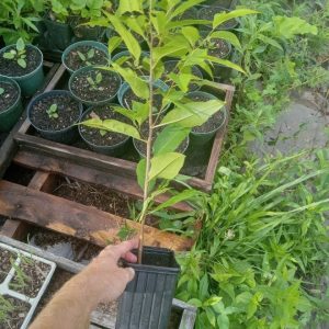 https3A2F2Fi.etsystatic.com2F320235012Fr2Fil2F0ac1112F52211168992Fil_fullxfull.5221116899_m5wn.jpg Black Cherry, Prunus serotina Zones 3-9