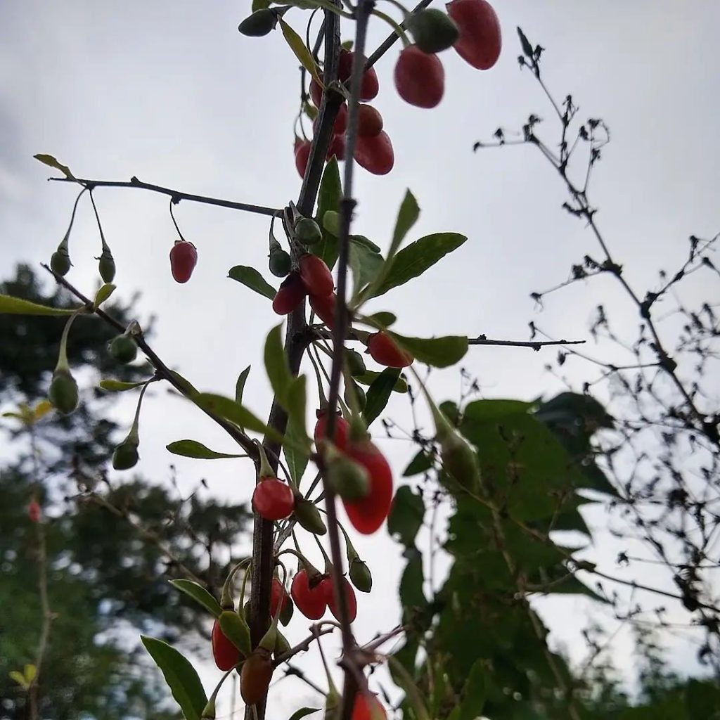 Goji Berry, Lycium barbarum Zones 3-10