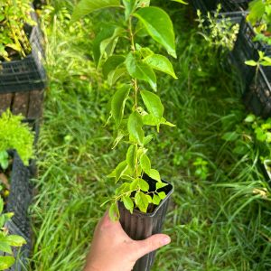 https3A2F2Fi.etsystatic.com2F320235012Fr2Fil2F0fa3002F51384226702Fil_fullxfull.5138422670_gsqa.jpg American Plum, Prunus americana Zones 3-8