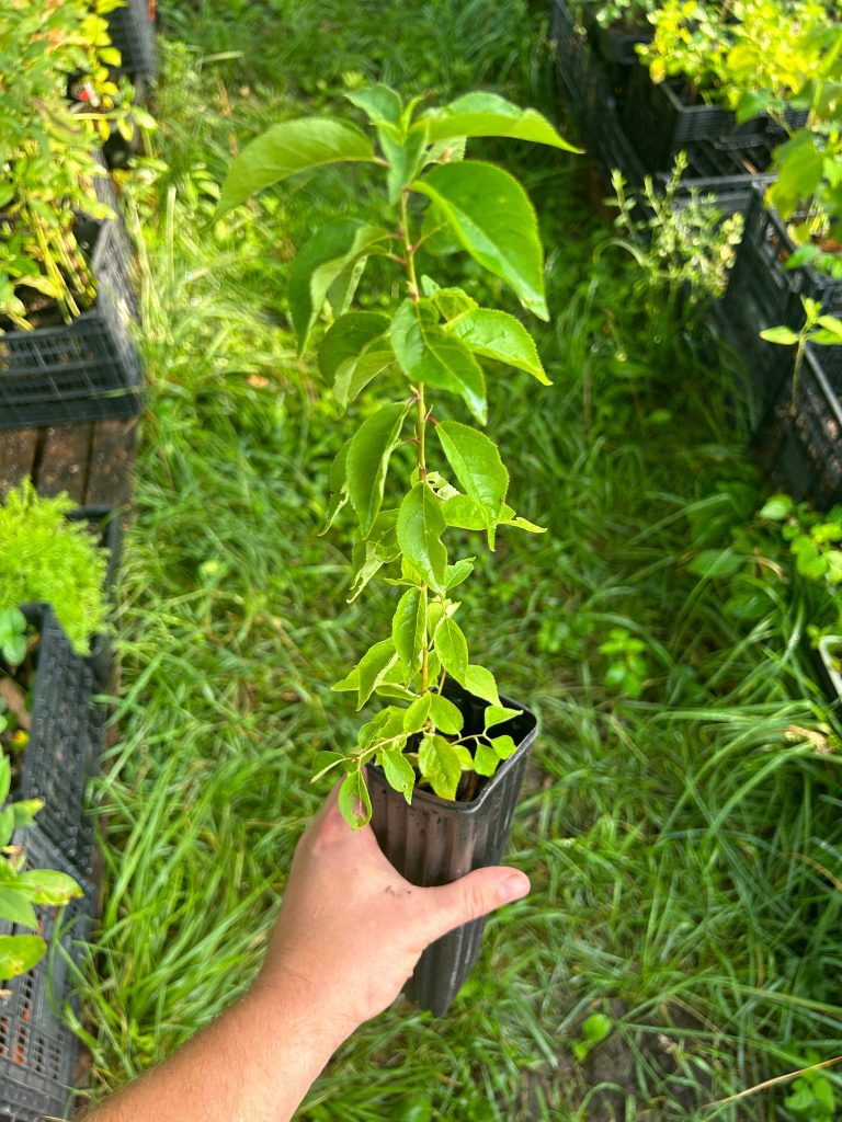 American Plum, Prunus americana Zones 3-8