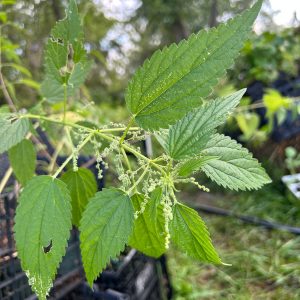 https3A2F2Fi.etsystatic.com2F320235012Fr2Fil2F22679f2F52142412982Fil_fullxfull.5214241298_mxta.jpg Stinging Nettle, Urtica dioica Zones 3-10