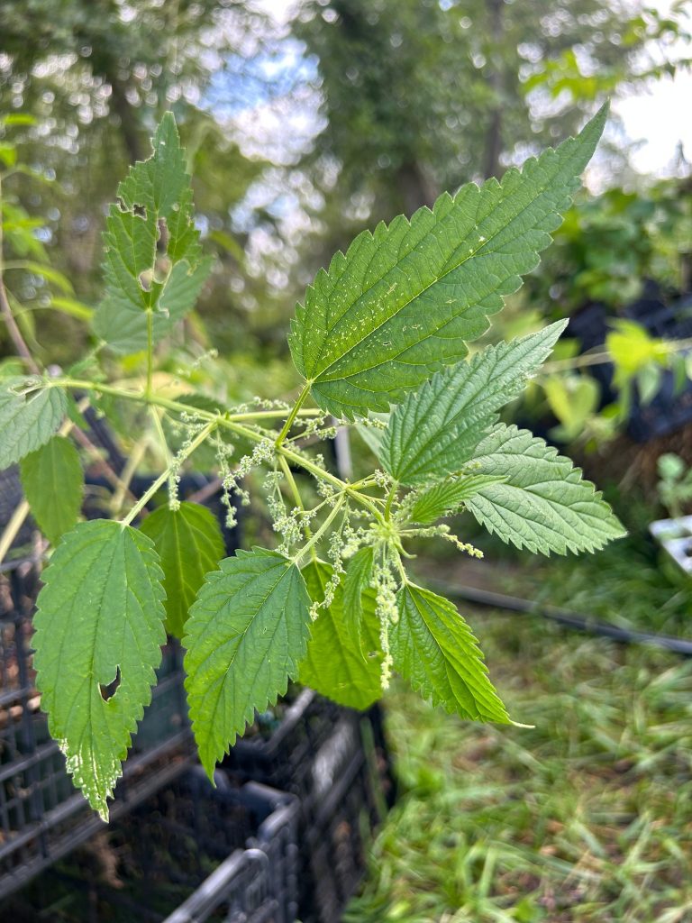 Stinging Nettle, Urtica dioica Zones 3-10
