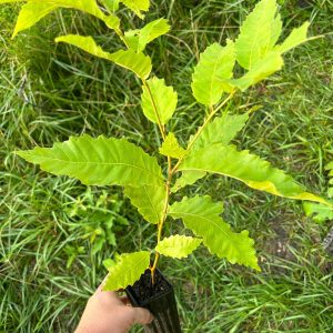 https3A2F2Fi.etsystatic.com2F320235012Fr2Fil2F2271ec2F51383814002Fil_fullxfull.5138381400_cz4g-1.jpg Chinese Chestnut, Castanea mollissima Zones 5-9