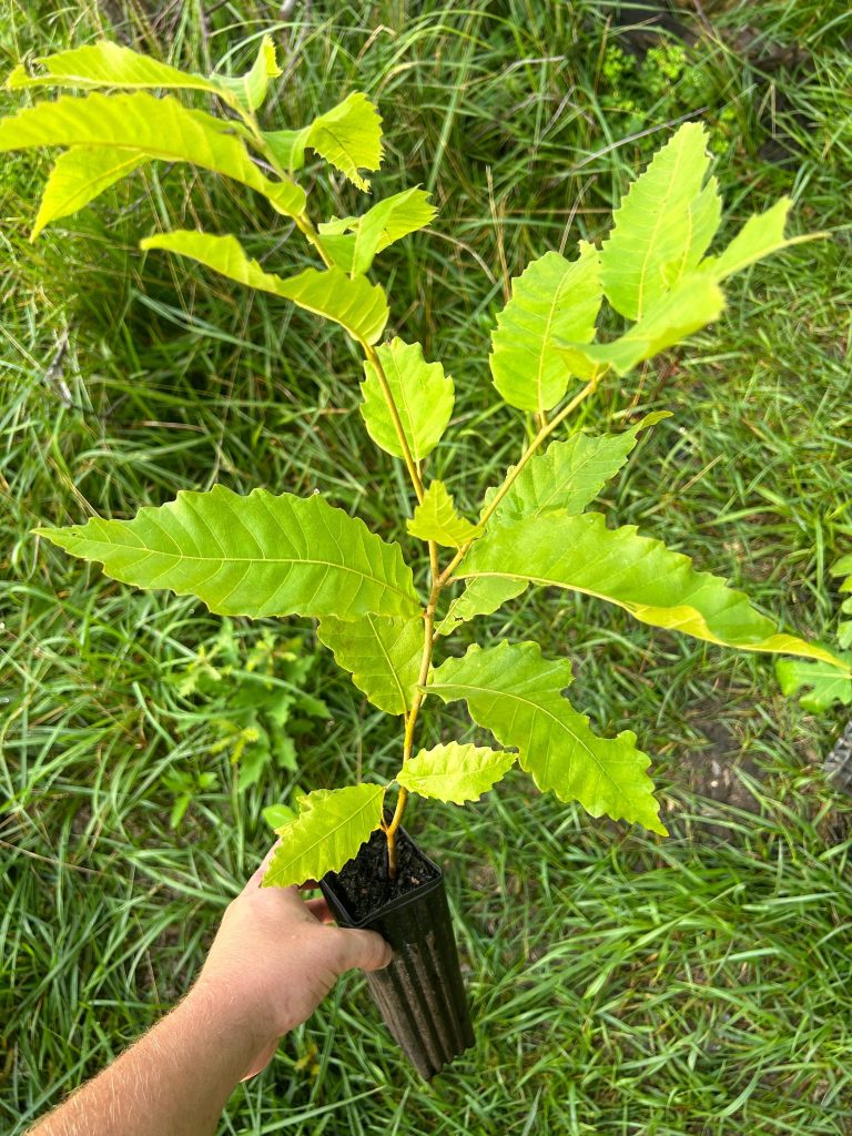 Chinese Chestnut, Castanea mollissima Zones 5-9