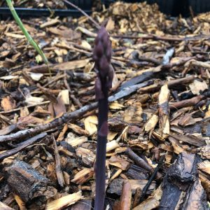 https3A2F2Fi.etsystatic.com2F320235012Fr2Fil2F2c90d72F42136139892Fil_fullxfull.4213613989_aupd.jpg Garden Asparagus, Asparagus officinalis Zones 3-9