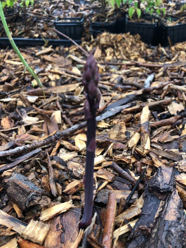 Garden Asparagus, Asparagus officinalis Zones 3-9