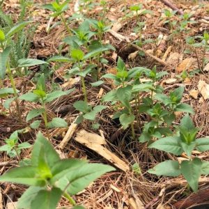 https3A2F2Fi.etsystatic.com2F320235012Fr2Fil2F43ddfa2F34062952432Fil_fullxfull.3406295243_nim8.jpg Wild Bergamot, Monarda fistulosa Zones 3-9