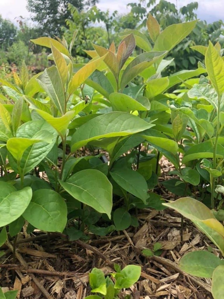 American Persimmon, Diospyros virginiana Improved Seedlings