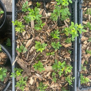 Hardy Lemon, Poncirus trifoliata Zones 5-9
