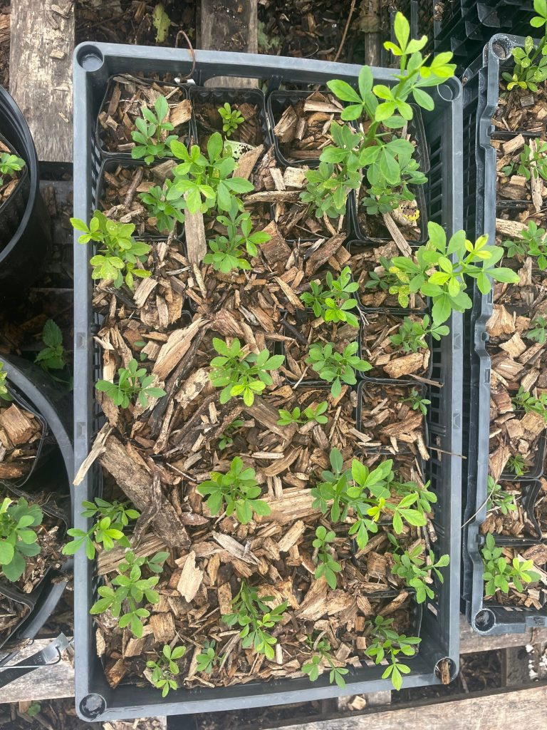 Hardy Lemon, Poncirus trifoliata Zones 5-9