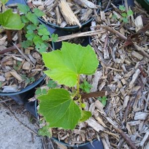 https3A2F2Fi.etsystatic.com2F320235012Fr2Fil2F8e27202F42135898072Fil_fullxfull.4213589807_alc2.jpg “Somerset” Red Seedless Grapevine, Vitis sp. Zones 4-8