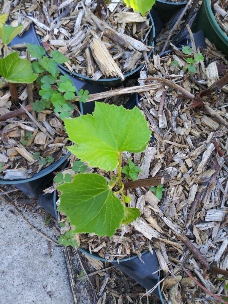 “Somerset” Red Seedless Grapevine, Vitis sp. Zones 4-8