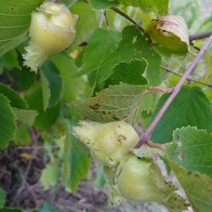 https3A2F2Fi.etsystatic.com2F320235012Fr2Fil2F8edd462F51140379222Fil_fullxfull.5114037922_33fz.jpg Hazelnut, Corylus americana Zones 4-9