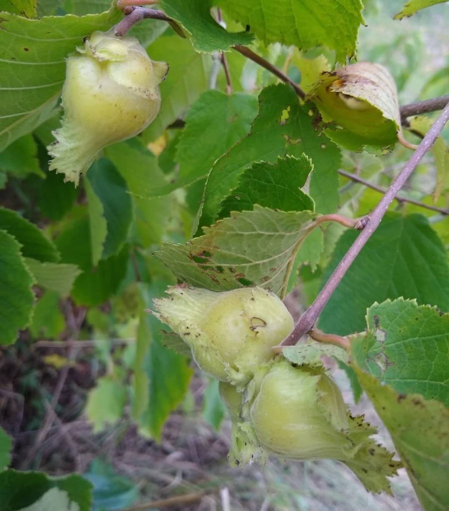 Hazelnut, Corylus americana Zones 4-9