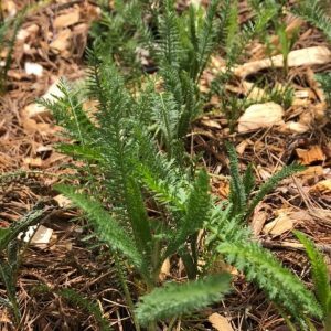 https3A2F2Fi.etsystatic.com2F320235012Fr2Fil2F929ad02F34087735352Fil_fullxfull.3408773535_mrdl.jpg Yarrow, Achillea millefolium Zones 3-9
