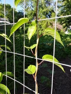 "MSU" Female Hardy Kiwi, Actinidia arguta Zones 5-9