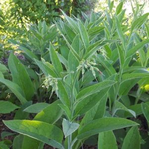 https3A2F2Fi.etsystatic.com2F320235012Fr2Fil2Fb07ca12F33498567742Fil_fullxfull.3349856774_agjk.jpg Russian Hybrid Sterile Comfrey /Symphytum x uplandicum Zones 3-9