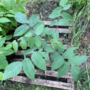 https3A2F2Fi.etsystatic.com2F320235012Fr2Fil2Fbb4bbf2F41405690212Fil_fullxfull.4140569021_gd95.jpg Butternut, Juglans cinerea Zones 3-8