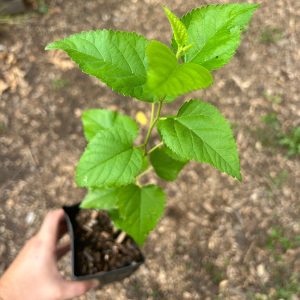 https3A2F2Fi.etsystatic.com2F320235012Fr2Fil2Fe2124f2F52041923152Fil_fullxfull.5204192315_qw89.jpg White Mulberry, Morus alba Zones 4-9