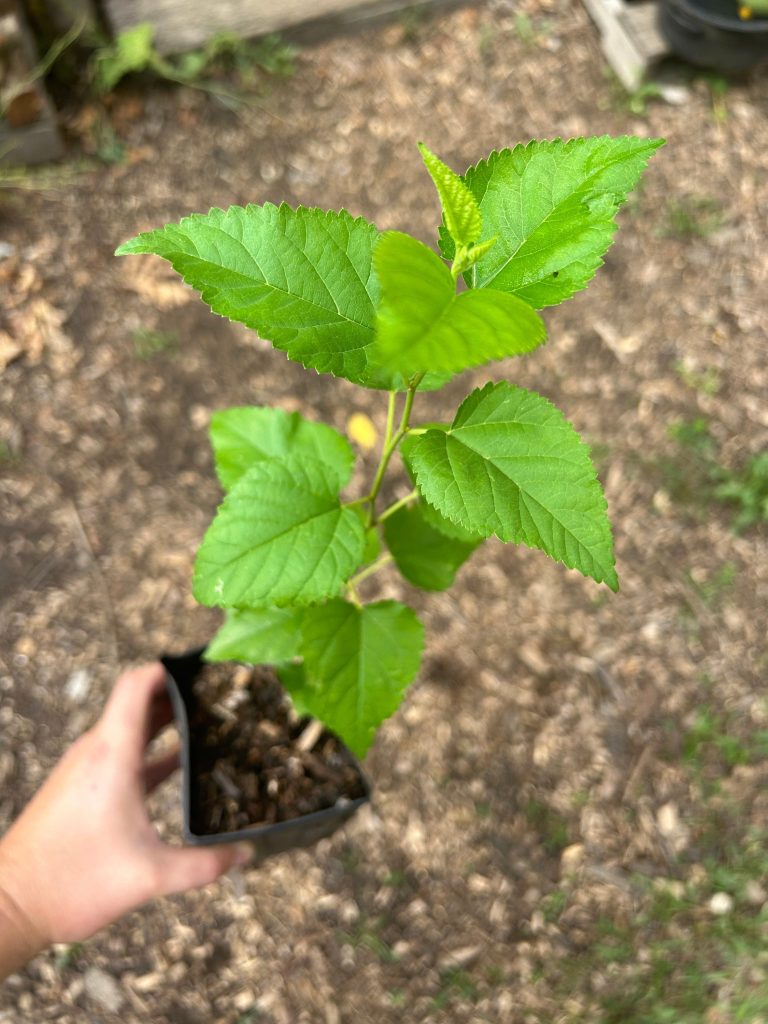 White Mulberry, Morus alba Zones 4-9