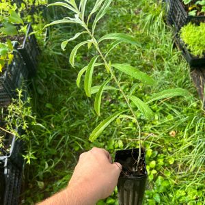https3A2F2Fi.etsystatic.com2F320235012Fr2Fil2Ffca3de2F51681703092Fil_fullxfull.5168170309_qnlj.jpg Prairie Sage, Artemisia ludoviciana Zones 3-7