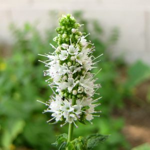 Apple Mint – Mentha suaveolens Apple mint plant, Mentha suaveolens