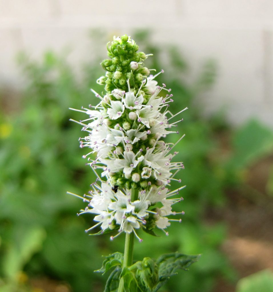 Apple mint plant, Mentha suaveolens