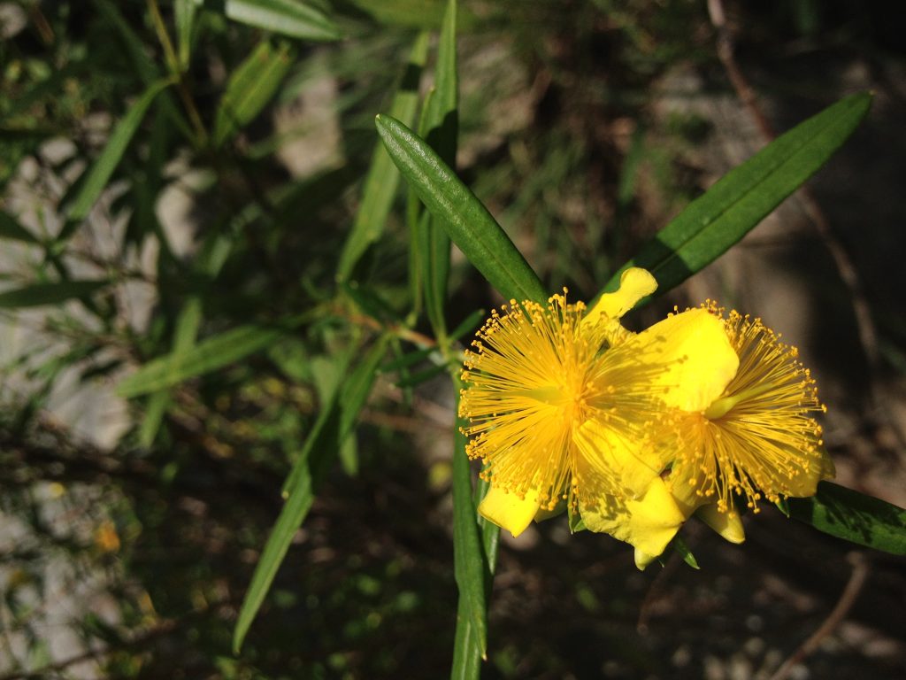 Shrubby St Johns Wort flowers, Hypericum prolificum