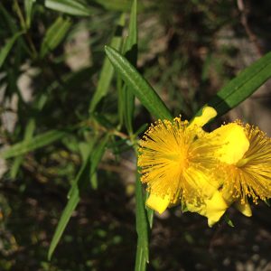 Shrubby St Johns Wort – Hypericum prolificum in flower Shrubby St Johns Wort flowers, Hypericum prolificum