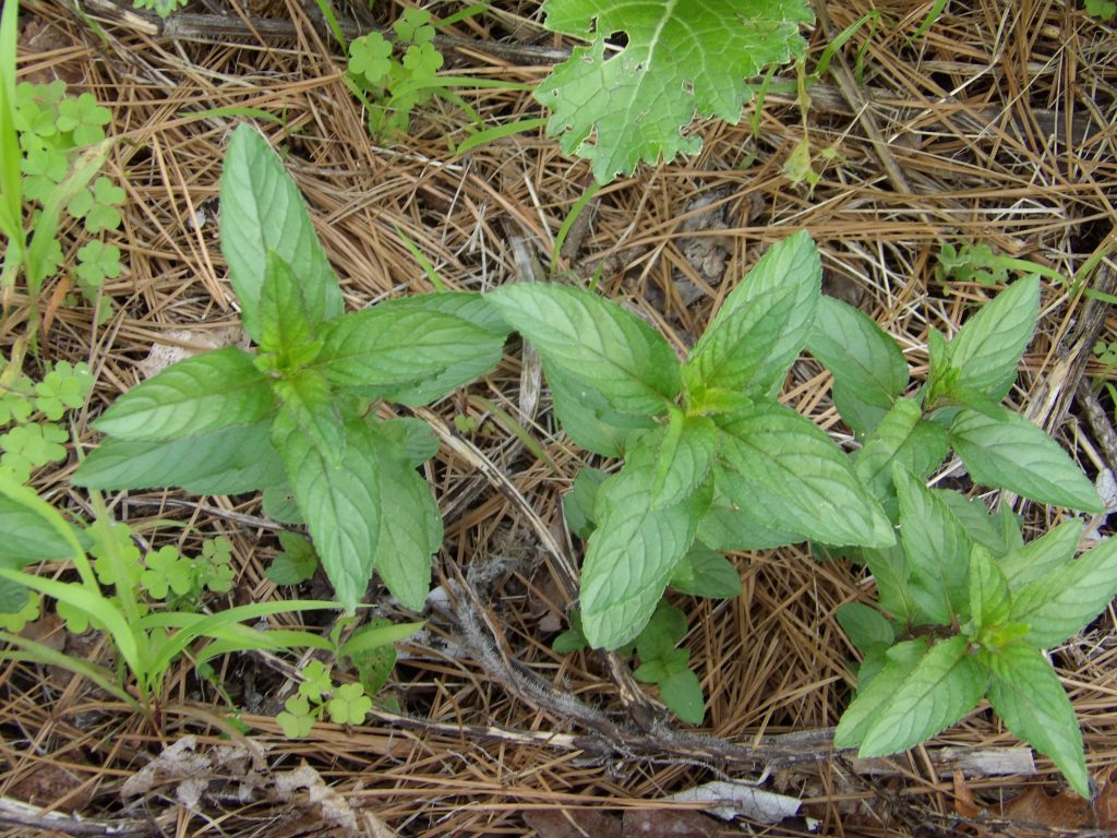 Chocolate mint foliage, Mentha x piperita Chocolate Mint