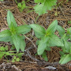 Chocolate Mint – Mentha x piperita Chocolate Mint Chocolate mint foliage, Mentha x piperita Chocolate Mint