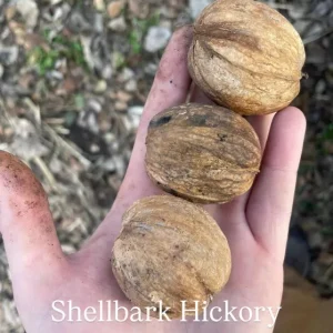 Shellbark Hickory, Carya laciniosa Zones 5-8 Seedlings of "Stauffer", "Stephen's", "Henry", & "Selbher's"