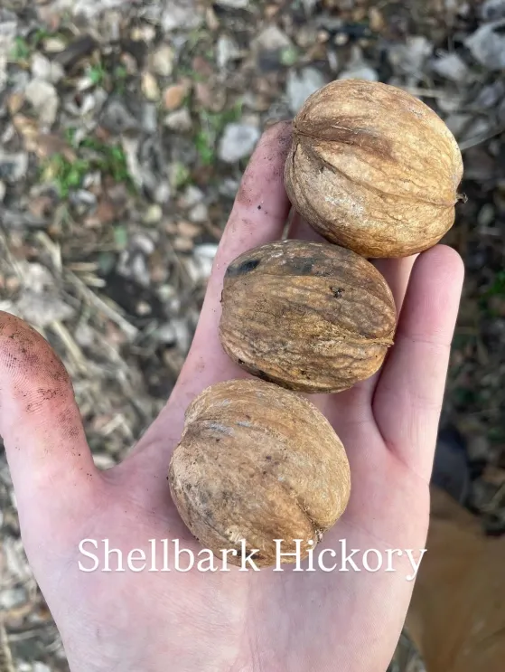 Shellbark Hickory, Carya laciniosa Zones 5-8 Seedlings of "Stauffer", "Stephen's", "Henry", & "Selbher's"