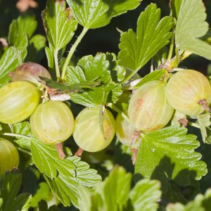 Gooseberry – Ribes uva-crispa Gooseberry fruit, Ribes uva-crispa