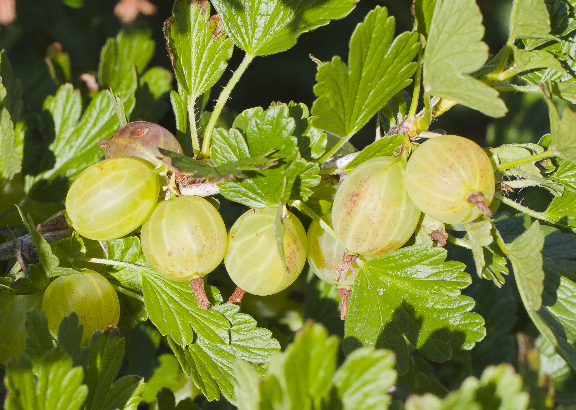 Gooseberry fruit, Ribes uva-crispa