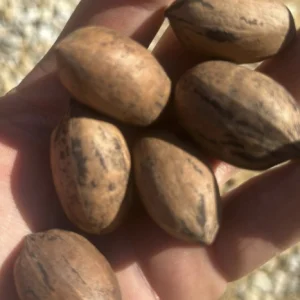 IMG_4666 (1) Northern Pecan, Carya illinoiensis Zones 5-9