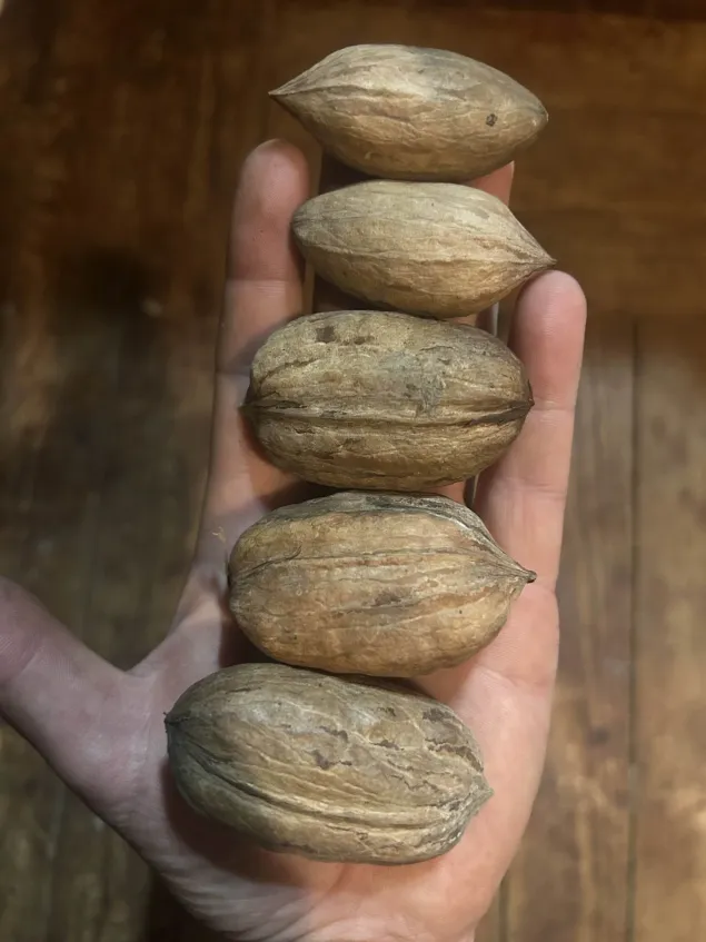 Hican, Pecan-Hickory Hybrid, Carya sp. Zones 5-9