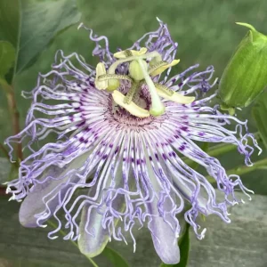 Passion Flower Passion Flower Fruit, Passiflora incarnata Zones 5-9