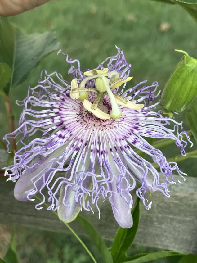 Passion Flower Fruit, Passiflora incarnata Zones 5-9